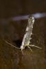 Argyresthia spinosella